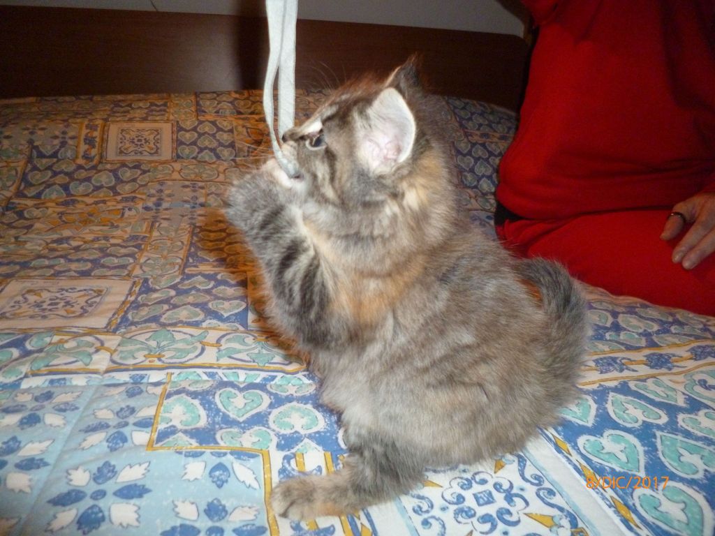 Gatti Norvegesi - cuccioli