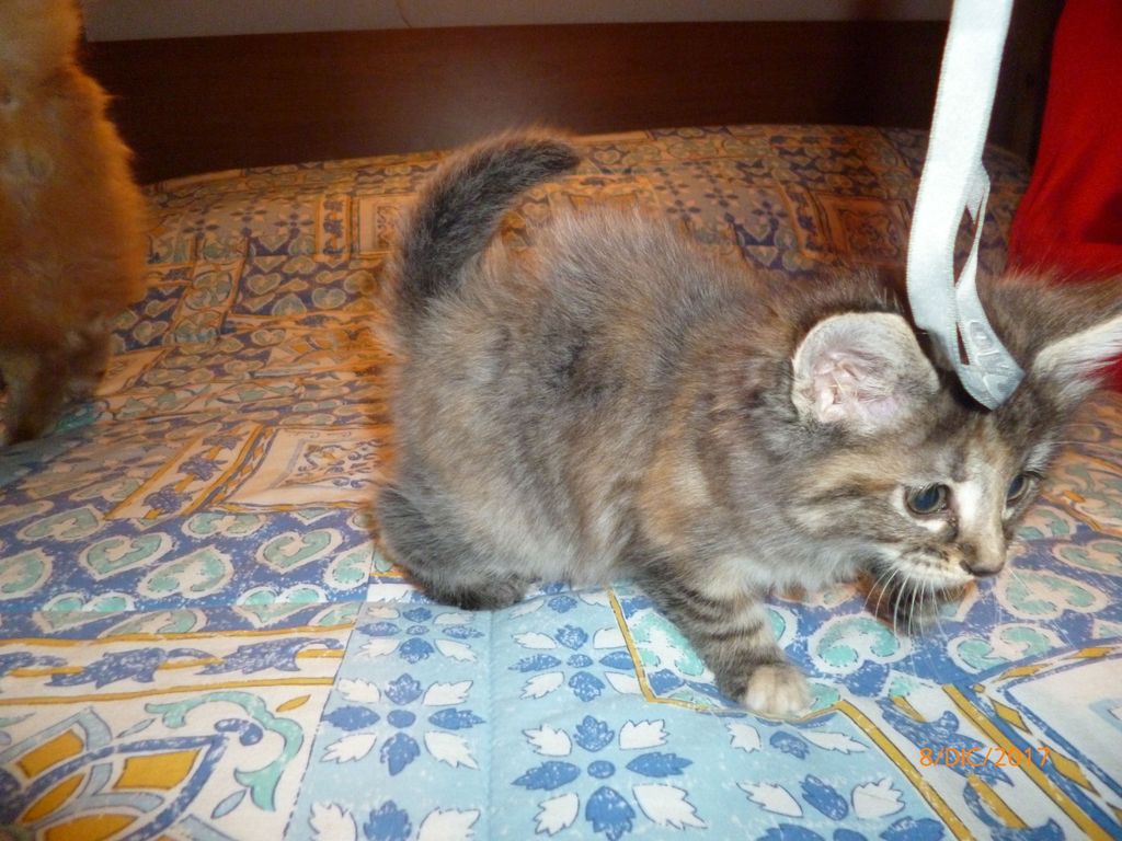 Gatti Norvegesi - cuccioli