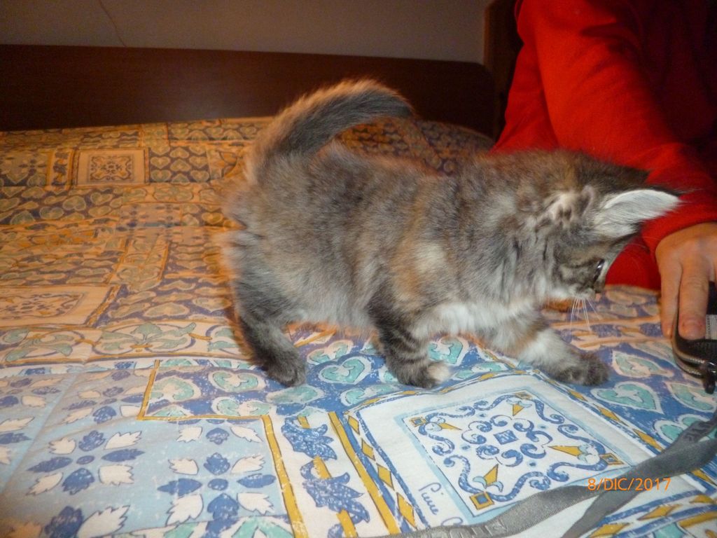 Gatti Norvegesi - cuccioli
