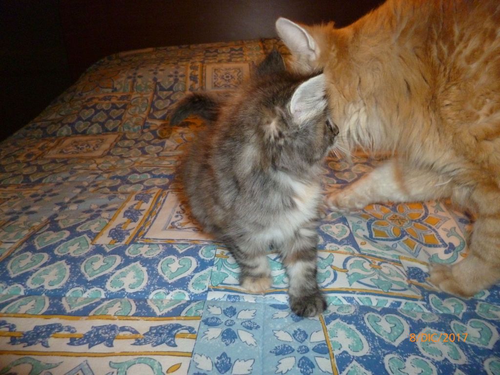 Gatti Norvegesi - cuccioli