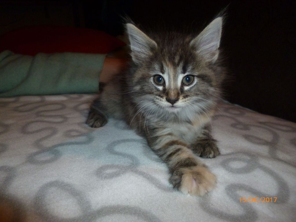 Gatti Norvegesi - cuccioli