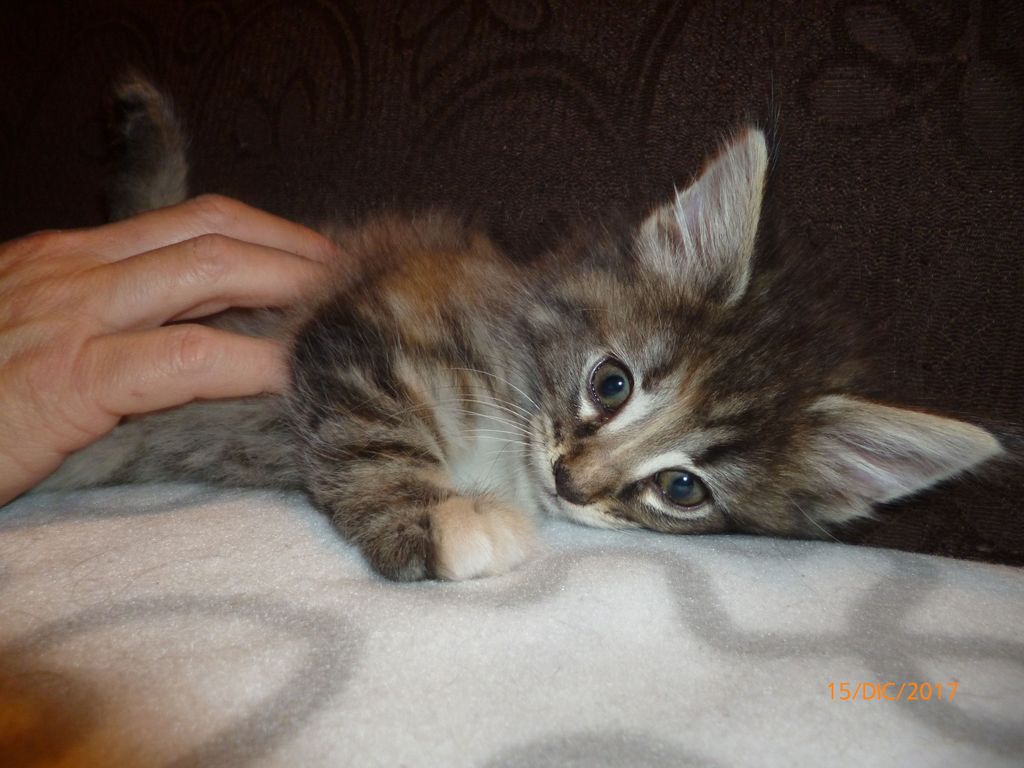 Gatti Norvegesi - cuccioli