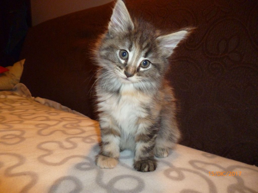 Gatti Norvegesi - cuccioli