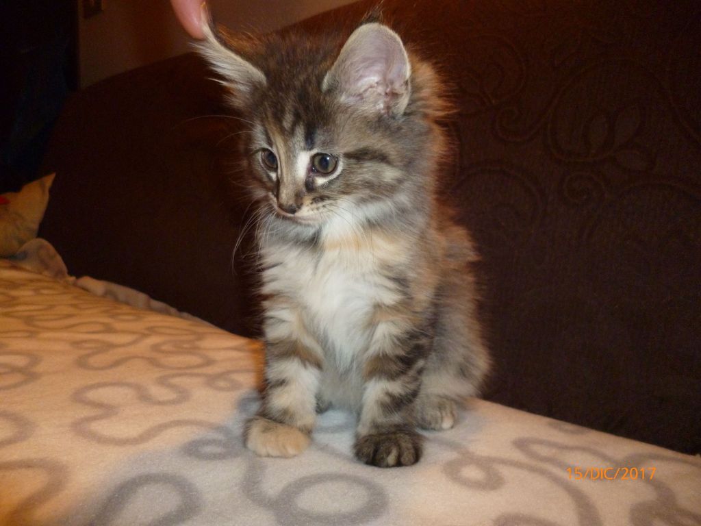 Gatti Norvegesi - cuccioli