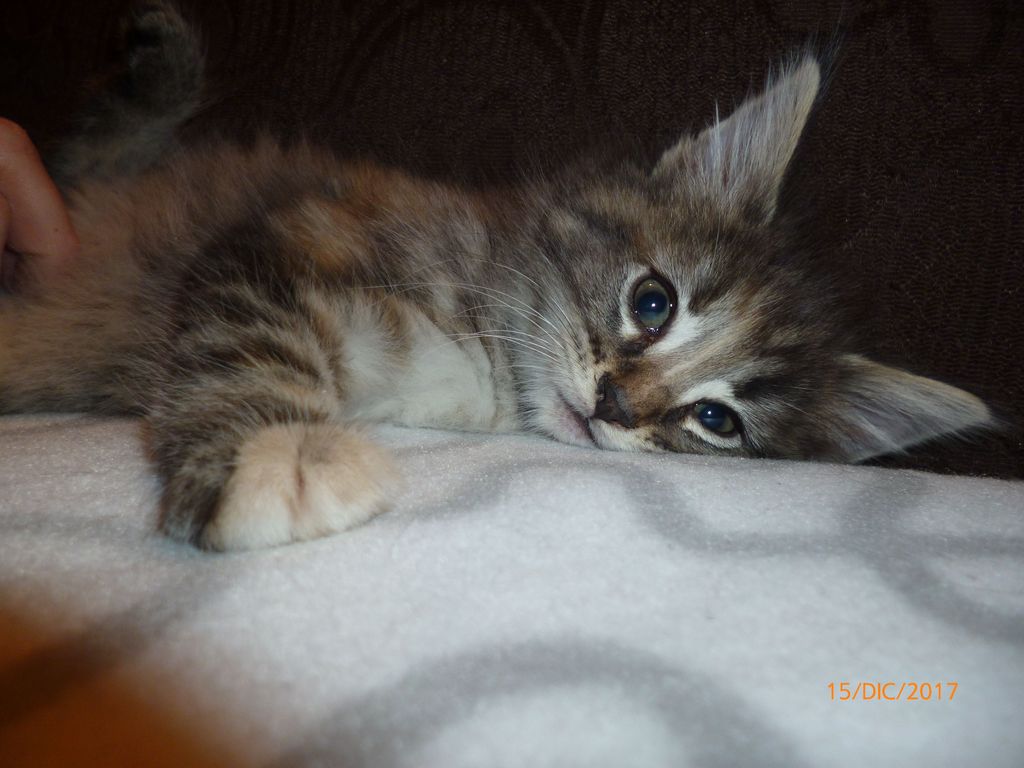 Gatti Norvegesi - cuccioli