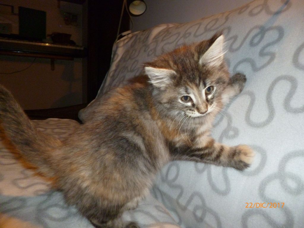 Gatti Norvegesi - cuccioli
