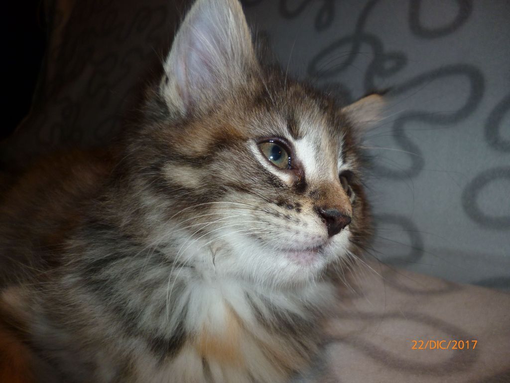 Gatti Norvegesi - cuccioli