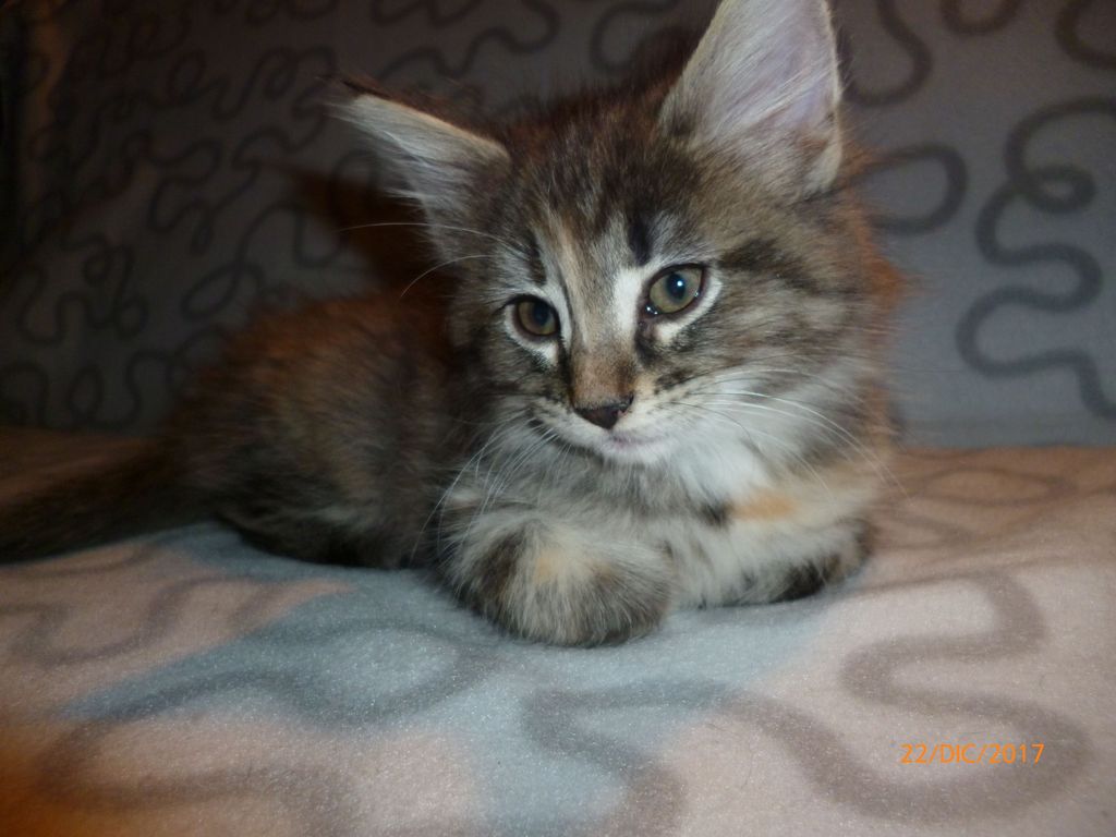 Gatti Norvegesi - cuccioli
