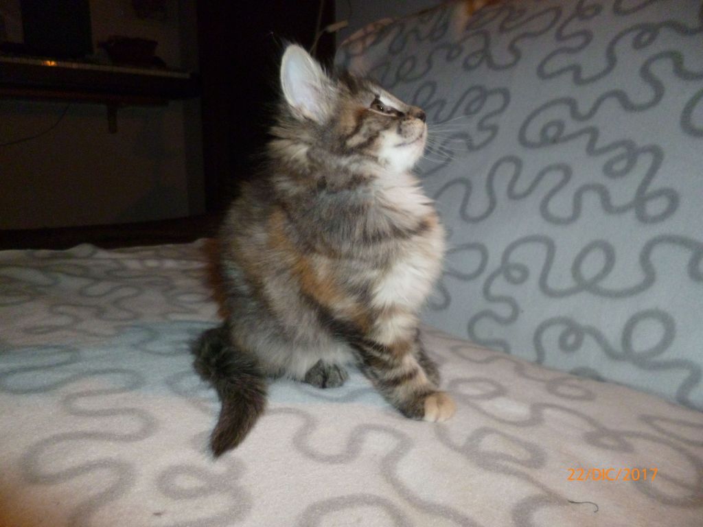 Gatti Norvegesi - cuccioli