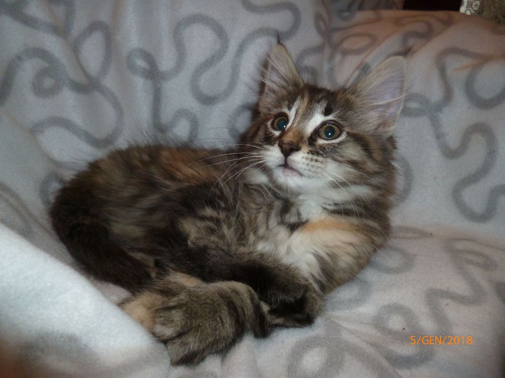 Gatti Norvegesi - cuccioli