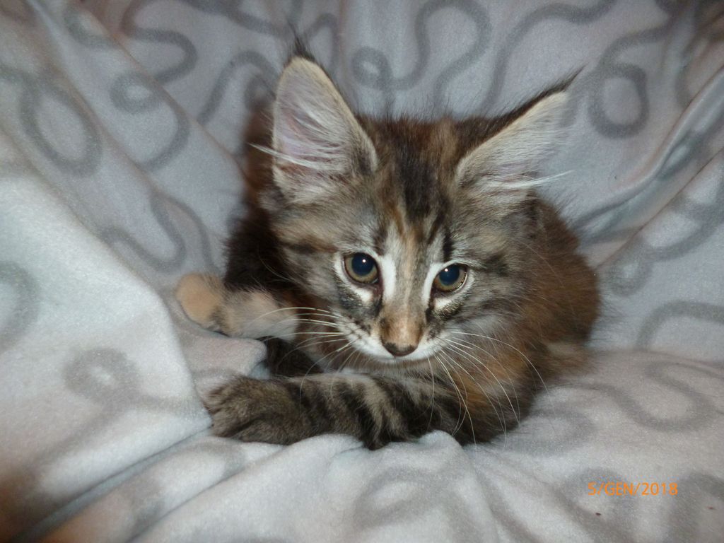 Gatti Norvegesi - cuccioli