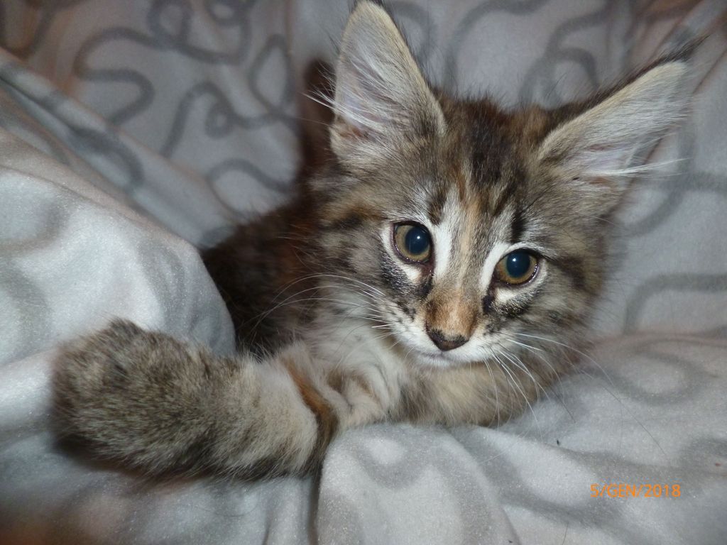 Gatti Norvegesi - cuccioli