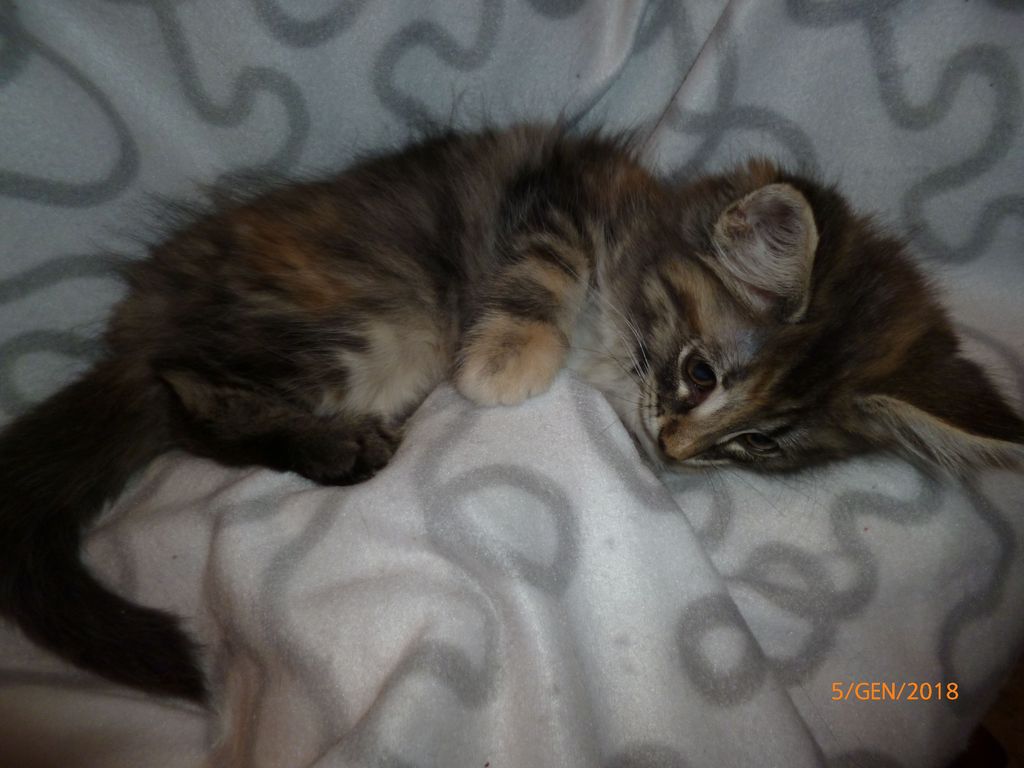 Gatti Norvegesi - cuccioli