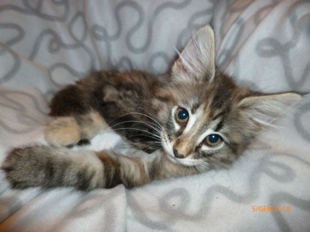 Gatti Norvegesi - cuccioli
