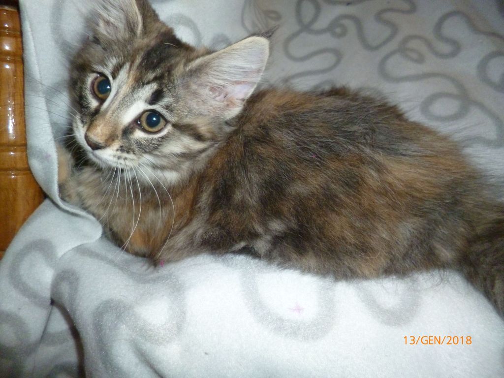 Gatti Norvegesi - cuccioli