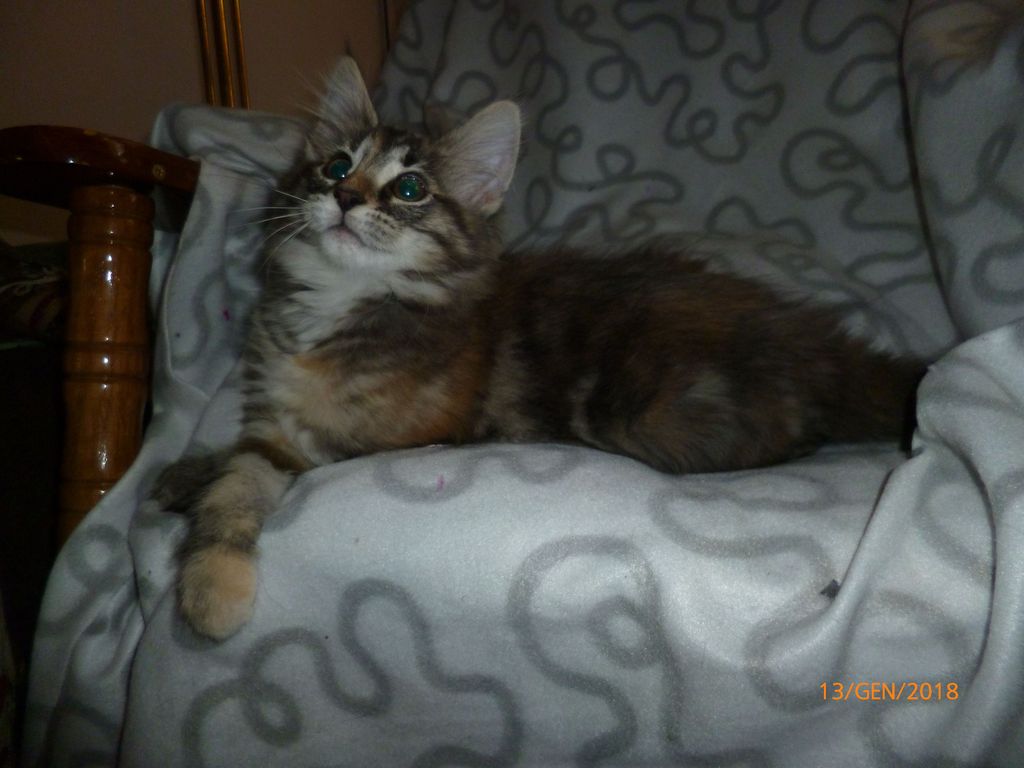 Gatti Norvegesi - cuccioli