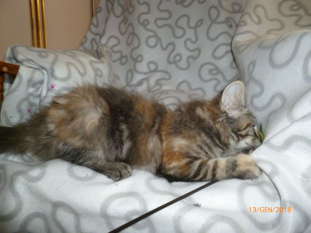 Gatti Norvegesi - cuccioli
