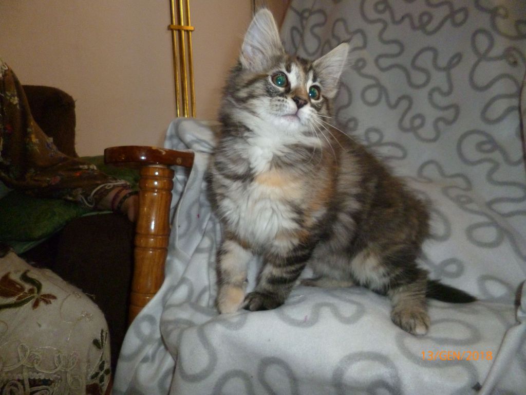 Gatti Norvegesi - cuccioli