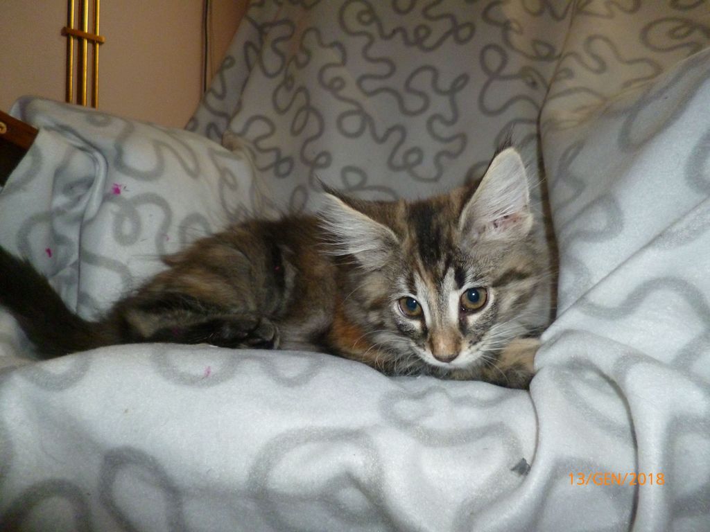 Gatti Norvegesi - cuccioli
