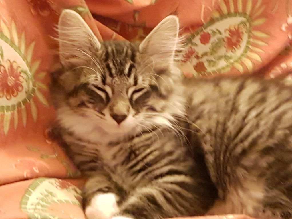 Gatti Norvegesi - cuccioli