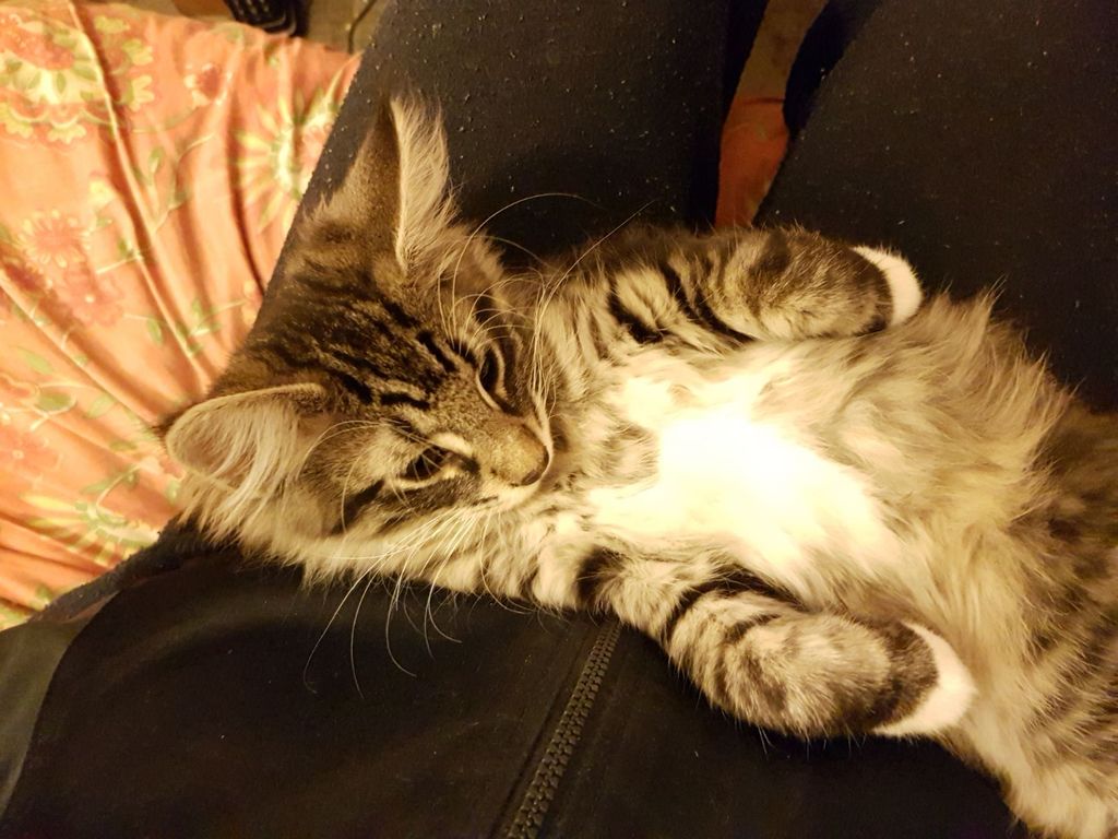 Gatti Norvegesi - cuccioli