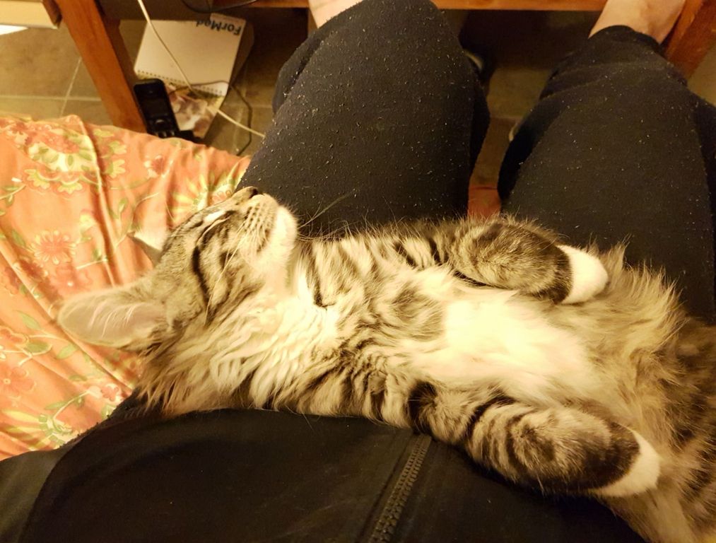 Gatti Norvegesi - cuccioli