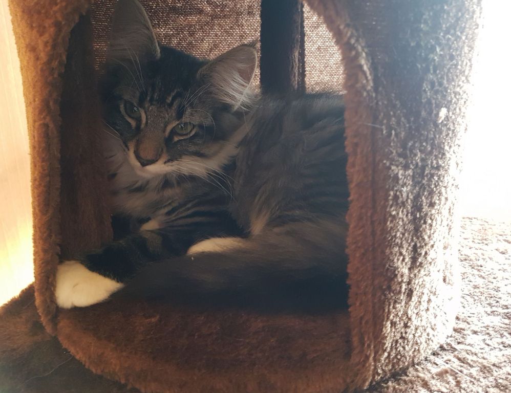 Gatti Norvegesi - cuccioli