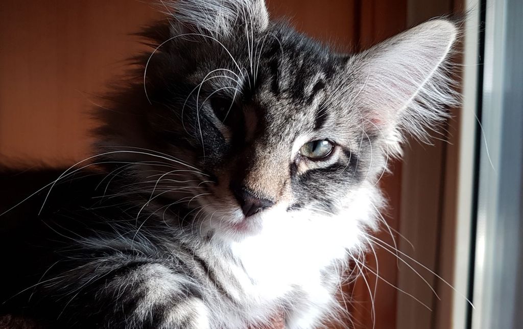 Gatti Norvegesi - cuccioli