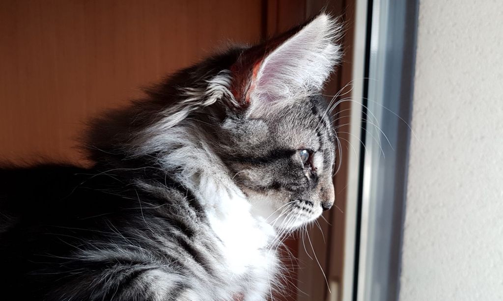 Gatti Norvegesi - cuccioli