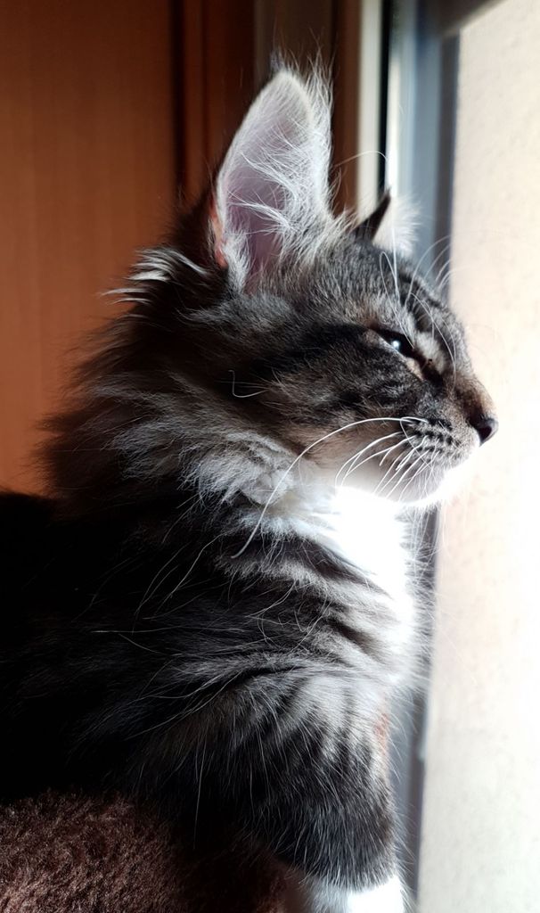 Gatti Norvegesi - cuccioli