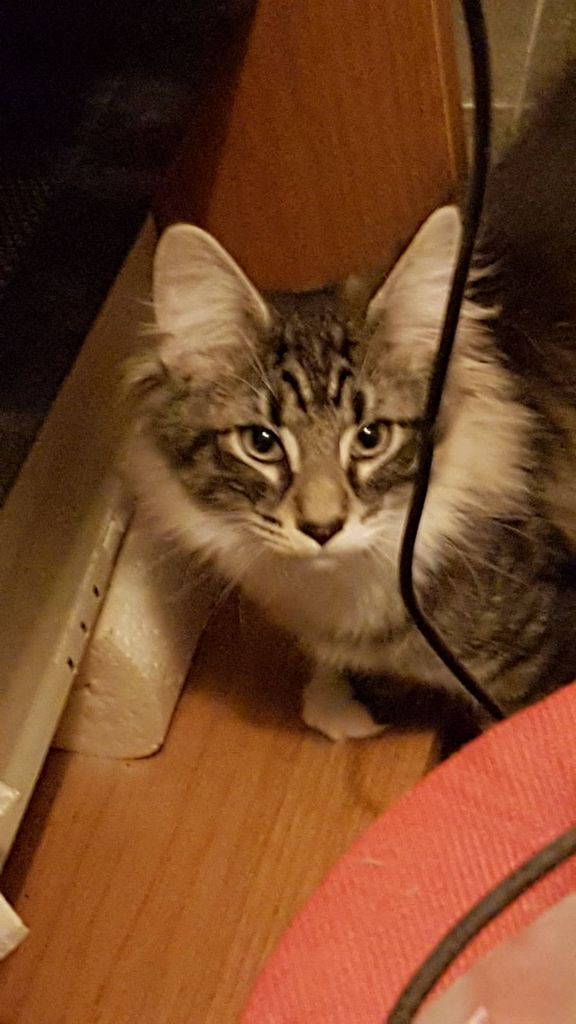 Gatti Norvegesi - cuccioli
