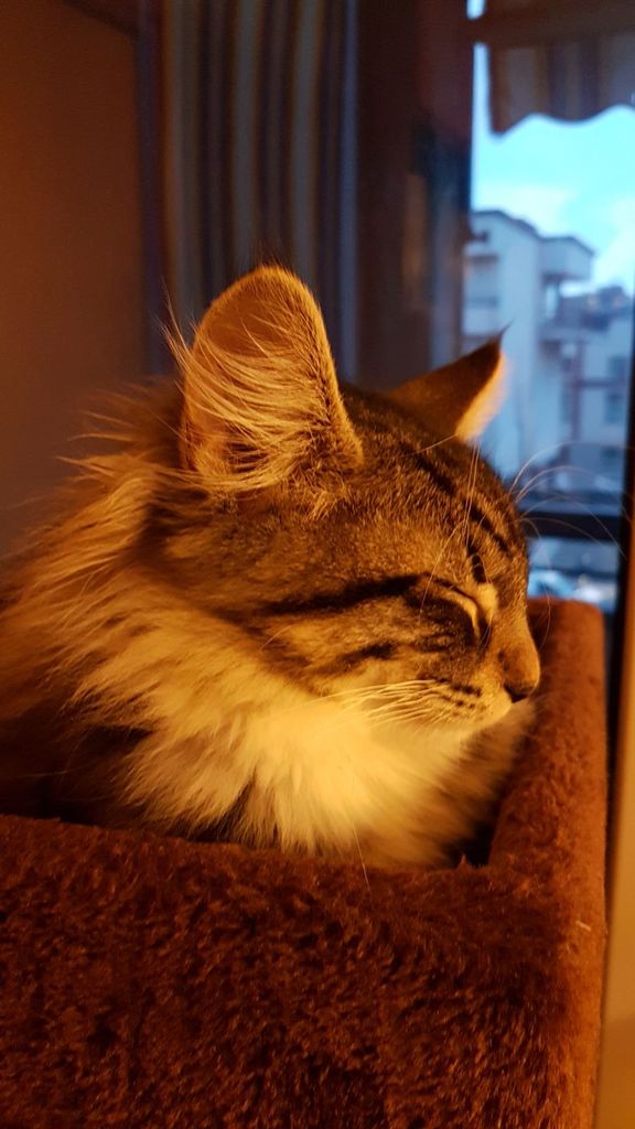 Gatti Norvegesi - cuccioli