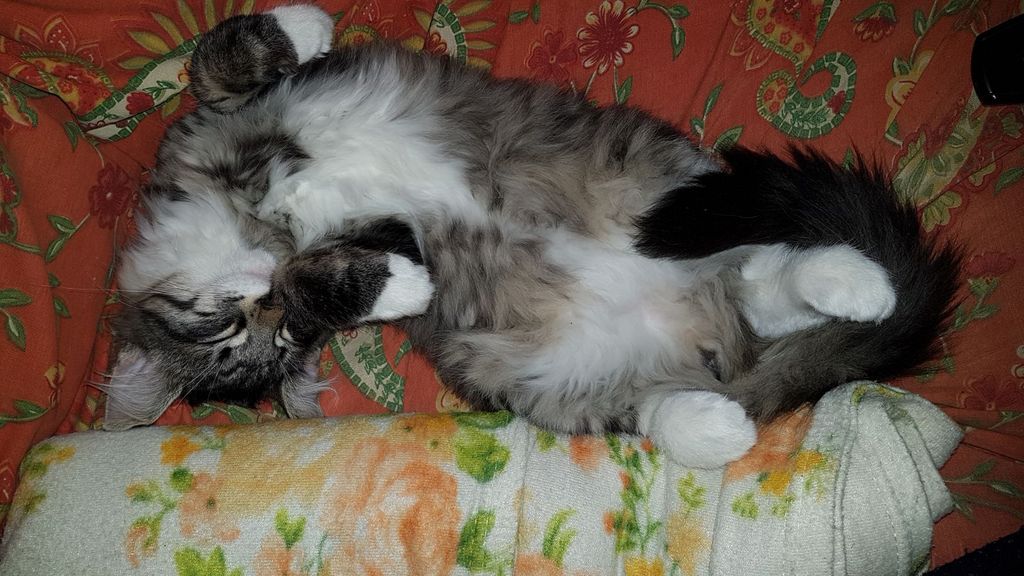 Gatti Norvegesi - cuccioli