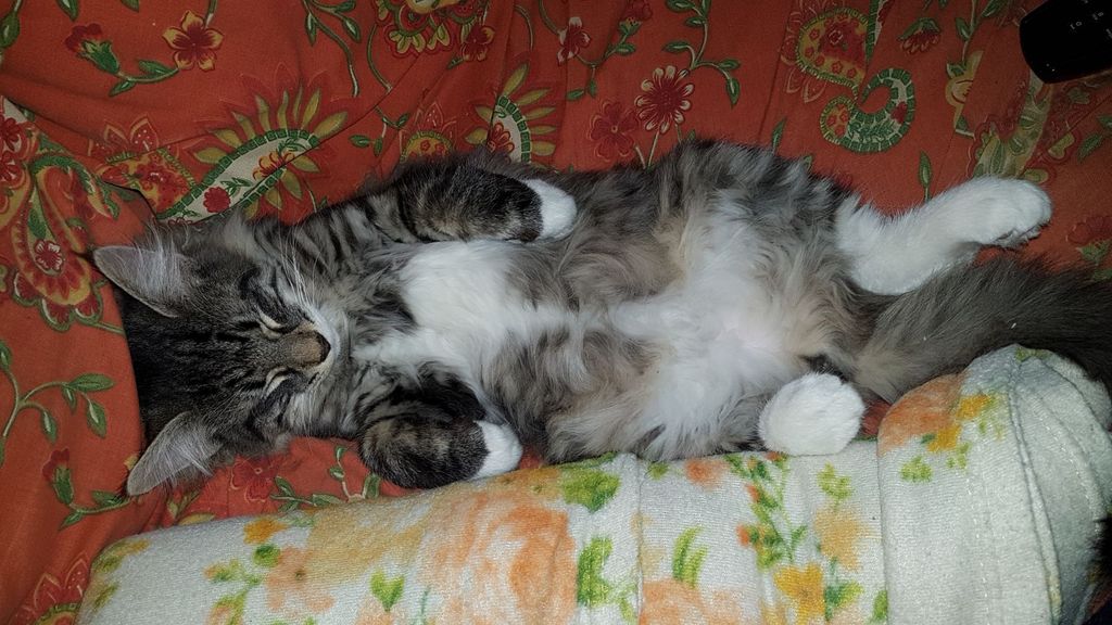Gatti Norvegesi - cuccioli