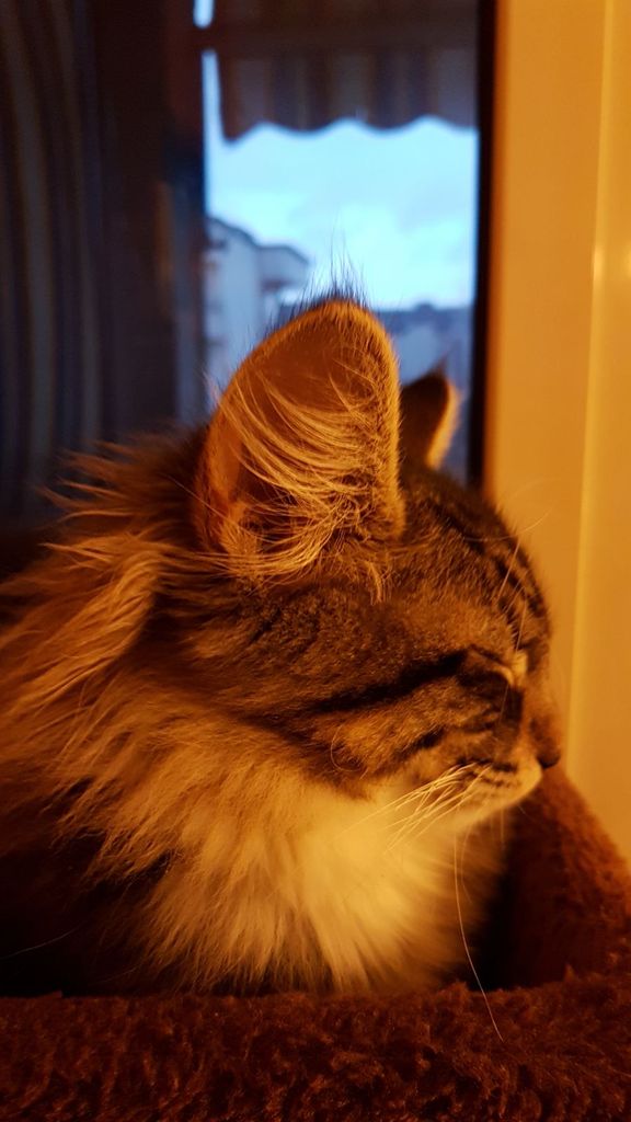 Gatti Norvegesi - cuccioli