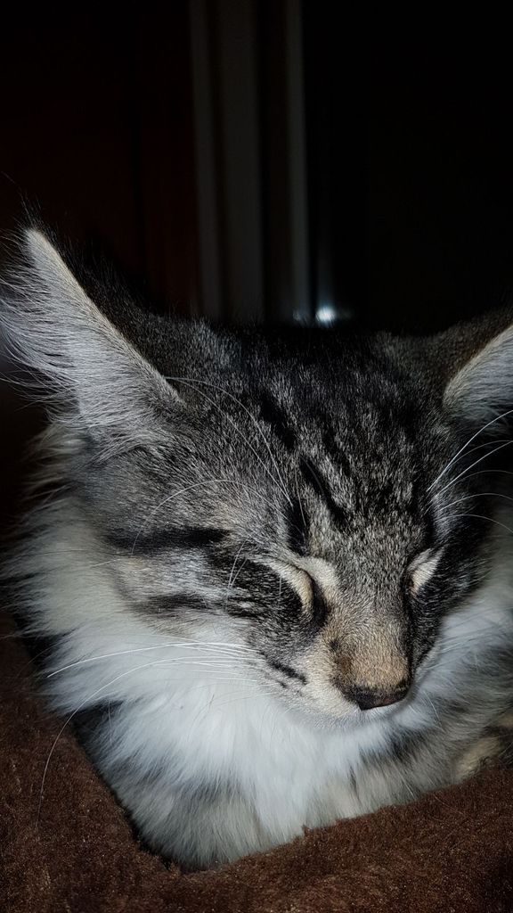 Gatti Norvegesi - cuccioli