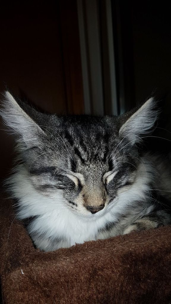 Gatti Norvegesi - cuccioli