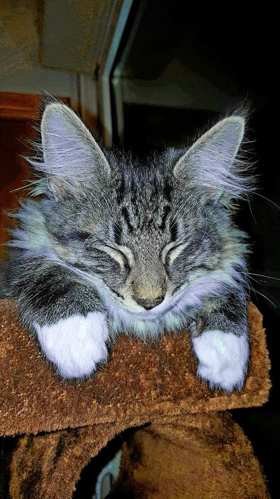 Gatti Norvegesi - cuccioli