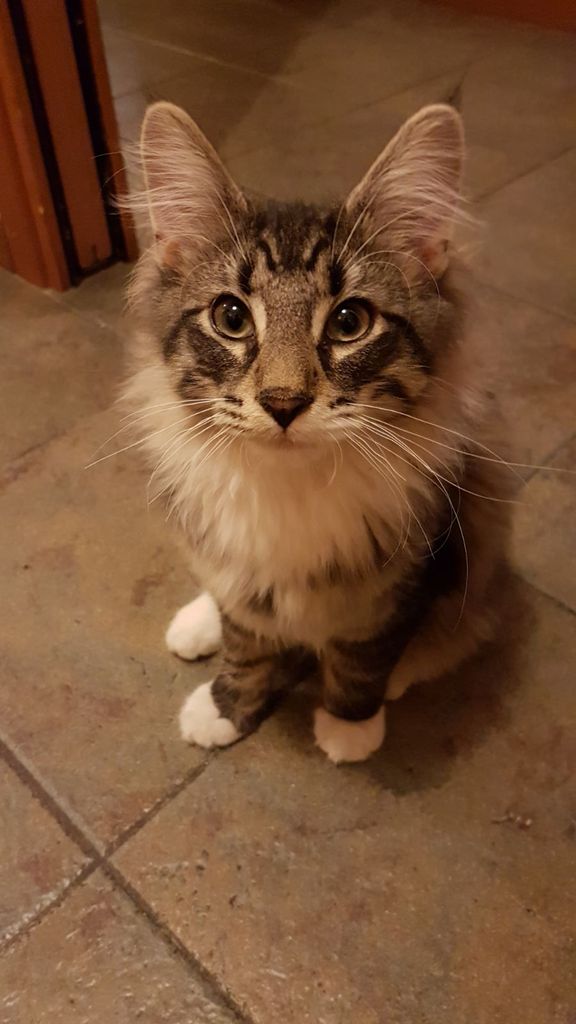 Gatti Norvegesi - cuccioli