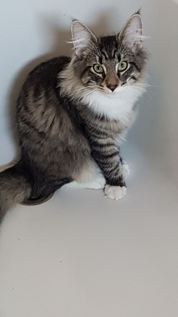 Gatti Norvegesi - cuccioli