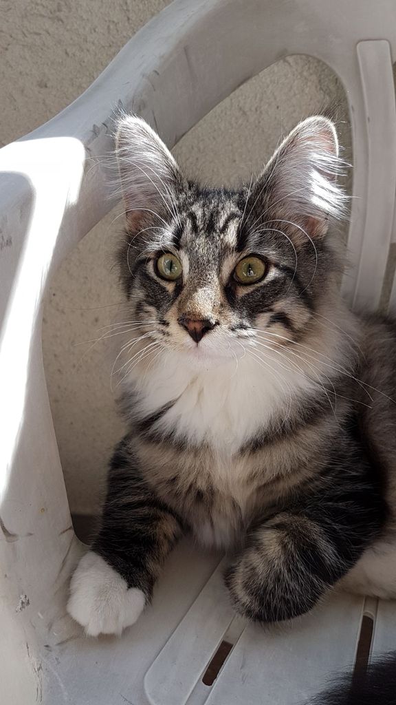 Gatti Norvegesi - cuccioli