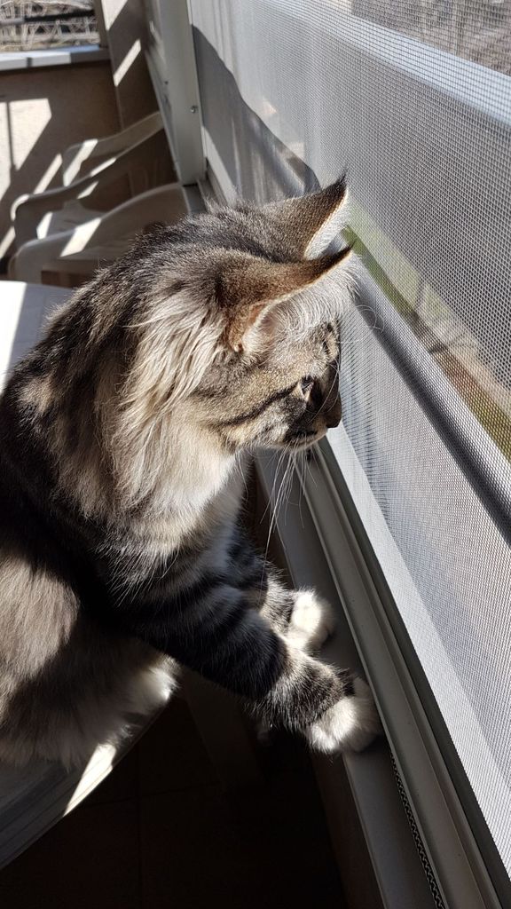 Gatti Norvegesi - cuccioli