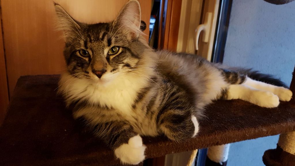 Gatti Norvegesi - cuccioli