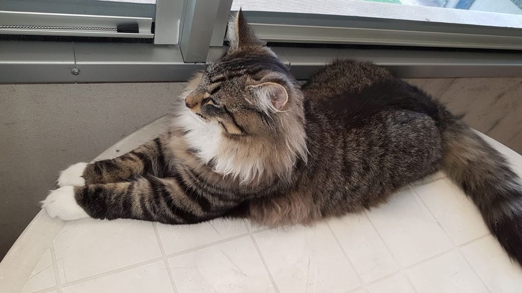 Gatti Norvegesi - cuccioli