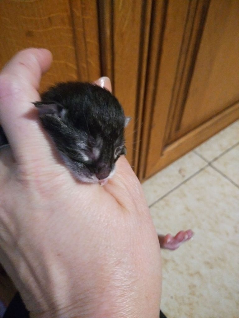 Gatti Norvegesi - cuccioli