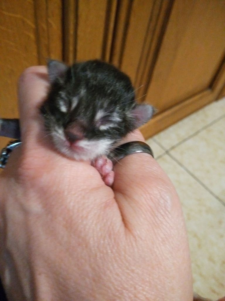 Gatti Norvegesi - cuccioli