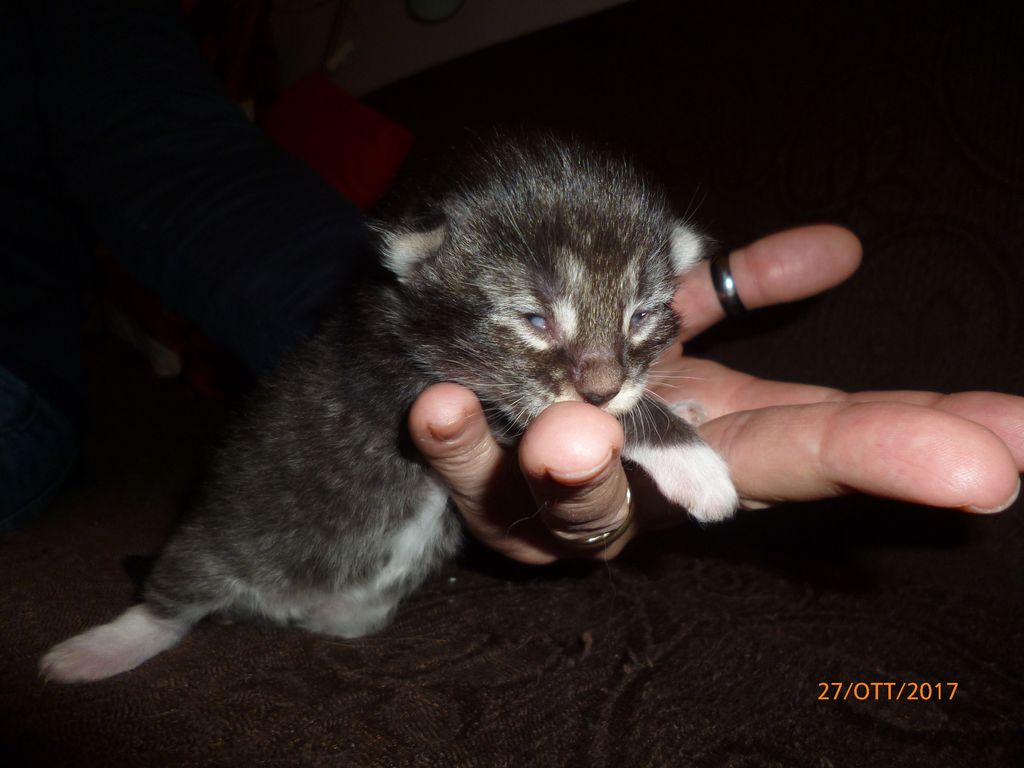 Gatti Norvegesi - cuccioli
