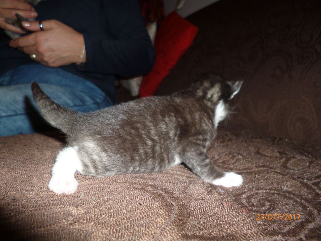Gatti Norvegesi - cuccioli