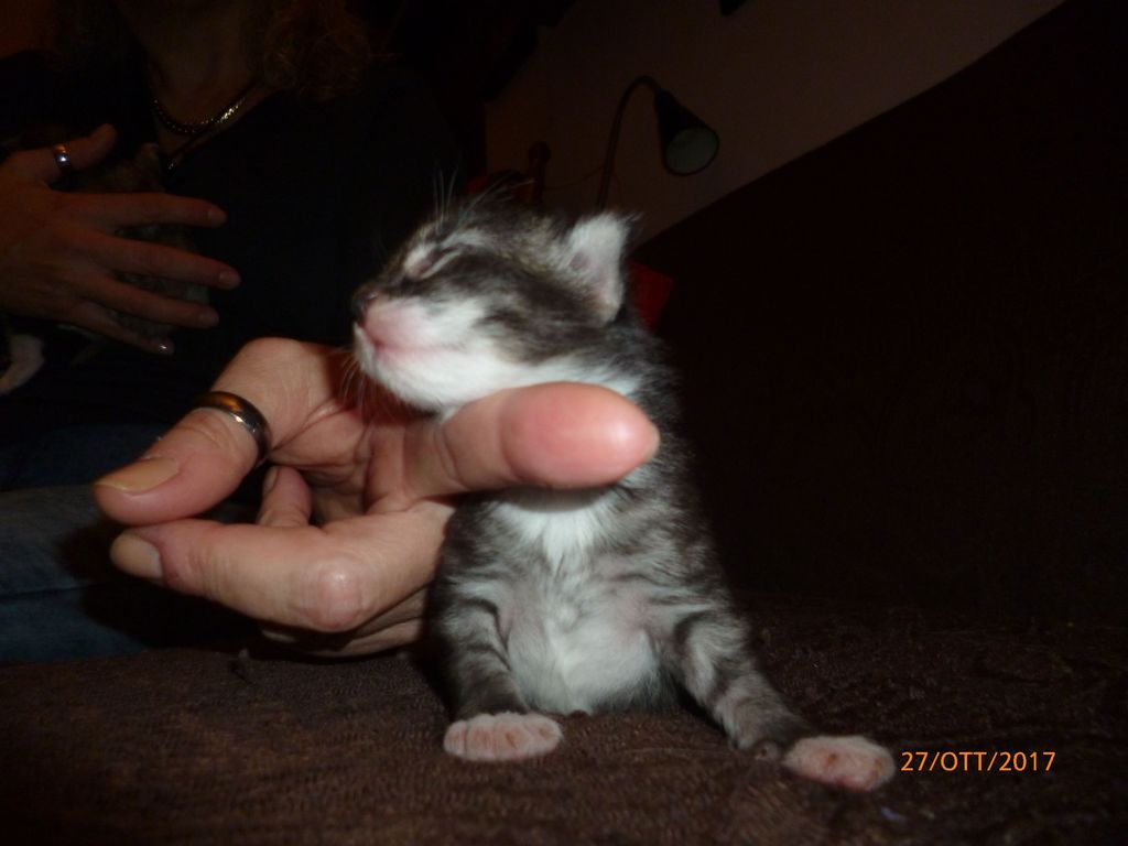 Gatti Norvegesi - cuccioli