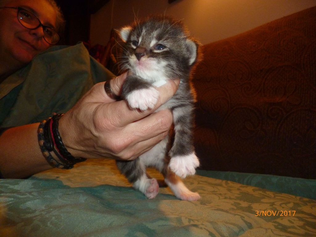 Gatti Norvegesi - cuccioli